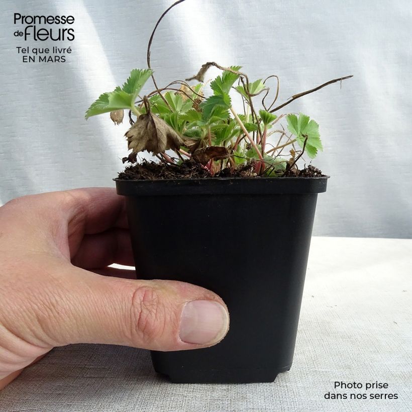 Example of Alchemilla sericata Gold Strike Vasetto da 8/9 cm as you get in printemps