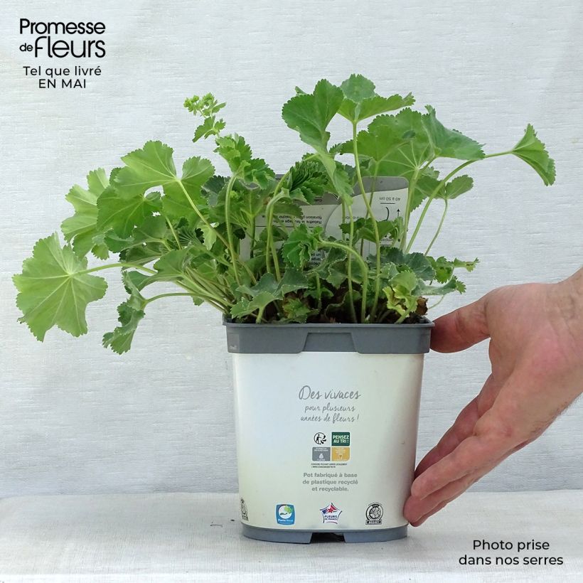 Alchemilla mollis Thriller Vaso da 2L/3L esemplare consegnato in primavera