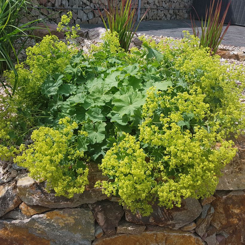 Alchemilla mollis (Plant habit)