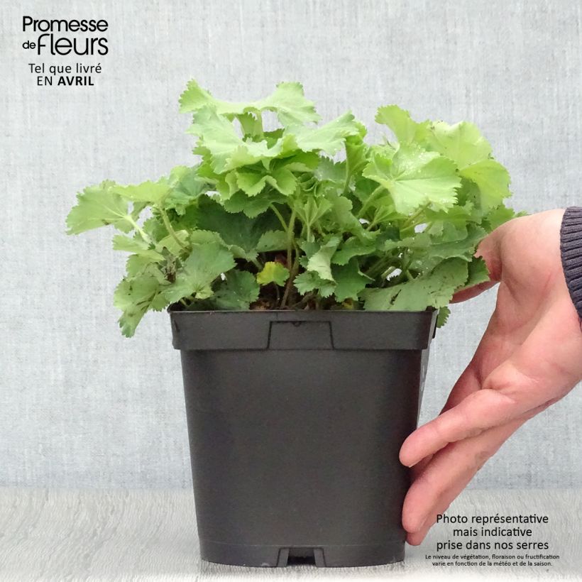 Example of Alchemilla mollis Vaso da 2L/3L as you get in printemps