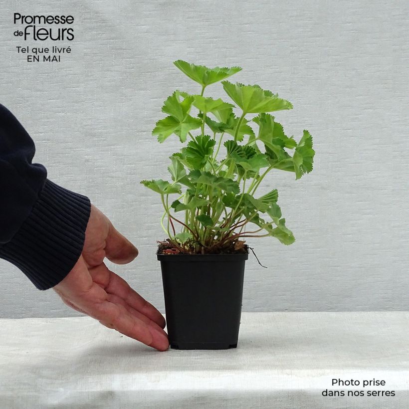 Example of Alchemilla mollis Vasetto da 8/9 cm as you get in printemps