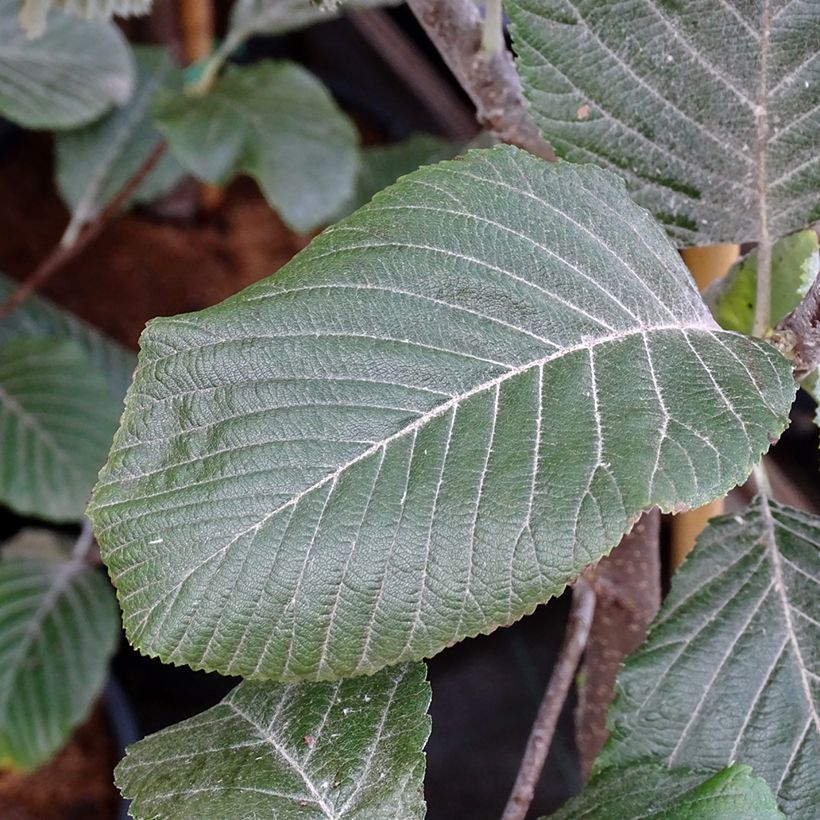 Sorbus aria Lutescens - Sorbo montano (Foliage)