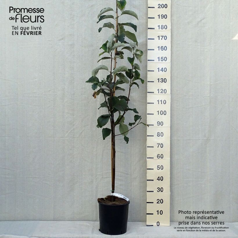 Esemplare di Sorbus aria Lutescens - Sorbo montano Vaso da 12L/15L, Vaso impalcato come consegnato in autunno