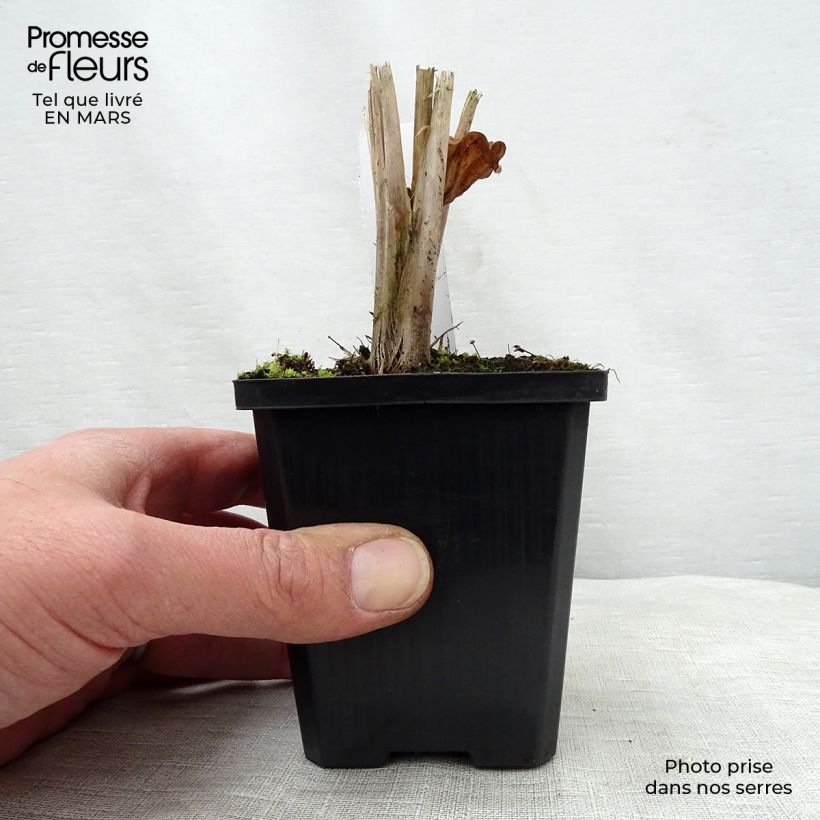 Alisma parviflora Vasetto da 8/9 cm esemplare consegnato in primavera