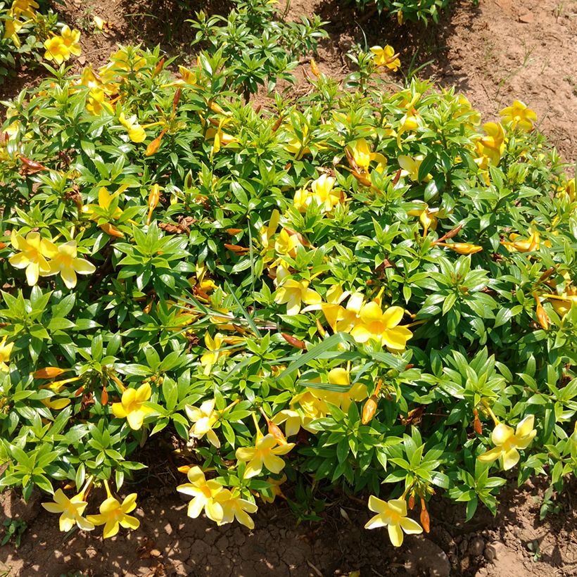 Allamanda cathartica - Tromba d'oro (Porto)