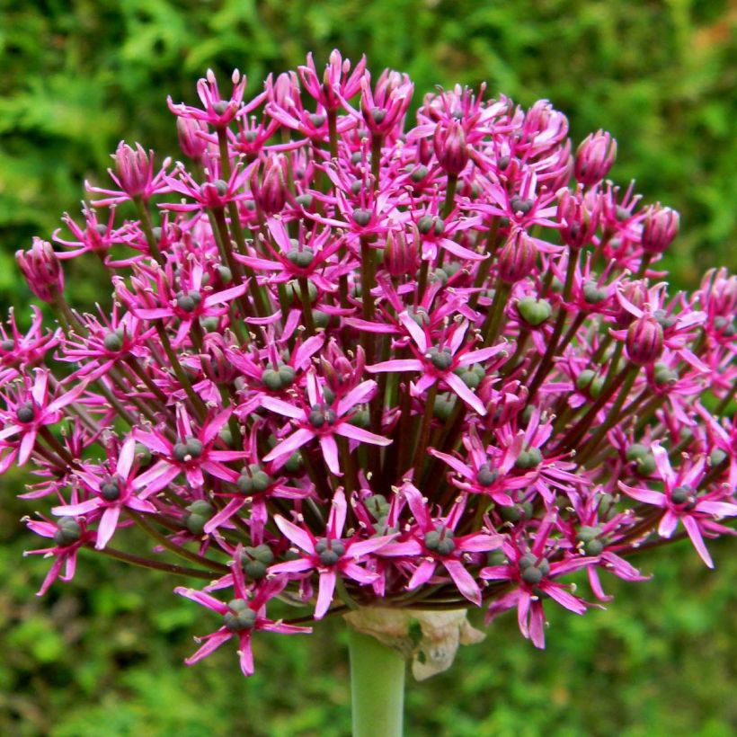 Allium Miami - Aglio ornamentale (Flowering)