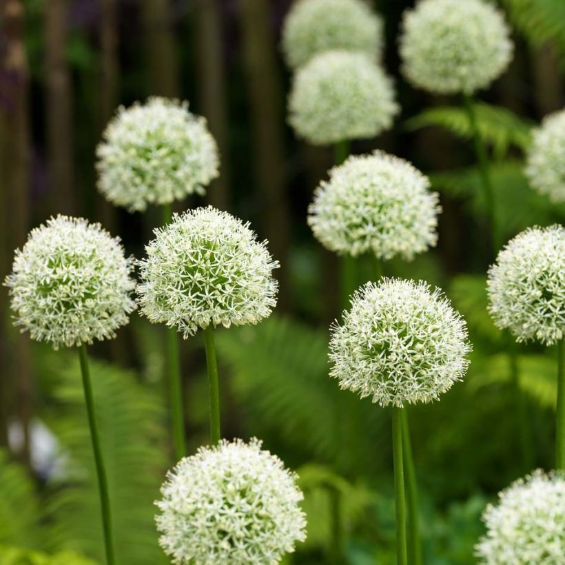 Allium Mont Blanc - Aglio ornamentale (Flowering)