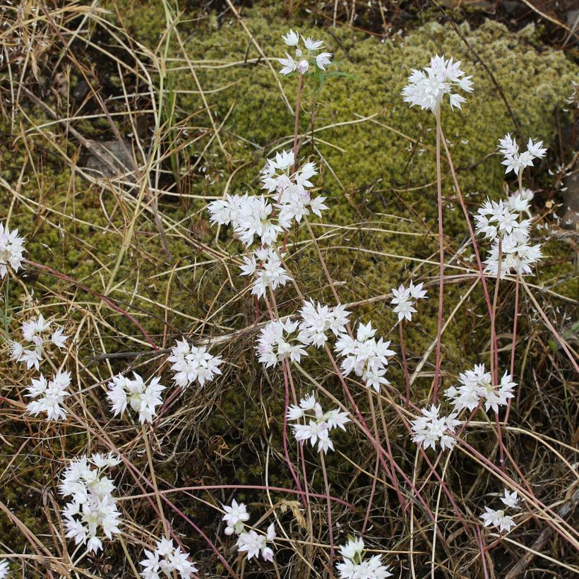 Allium amplectens Graceful Beauty - Aglio ornamentale (Porto)