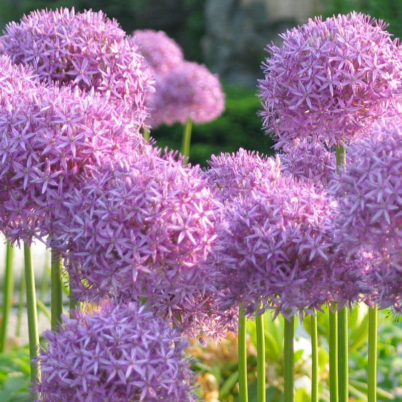 Allium rosenbachianum - Aglio ornamentale (Porto)