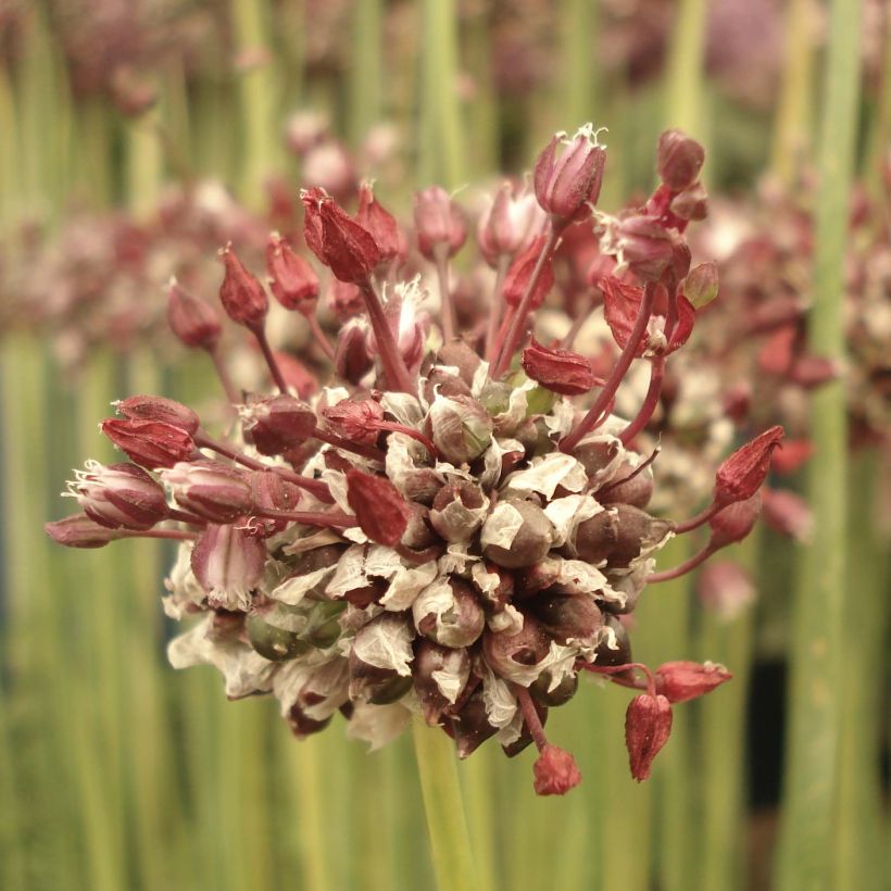 Allium scorodoprasum Passion - Aglio romano (Fioritura)