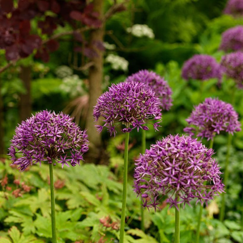 Allium stipitatum Violet Beauty - Aglio ornamentale (Fioritura)