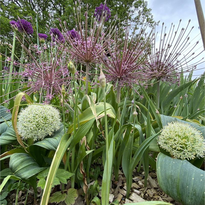 Allium schubertii - Aglio ornamentale (Plant habit)