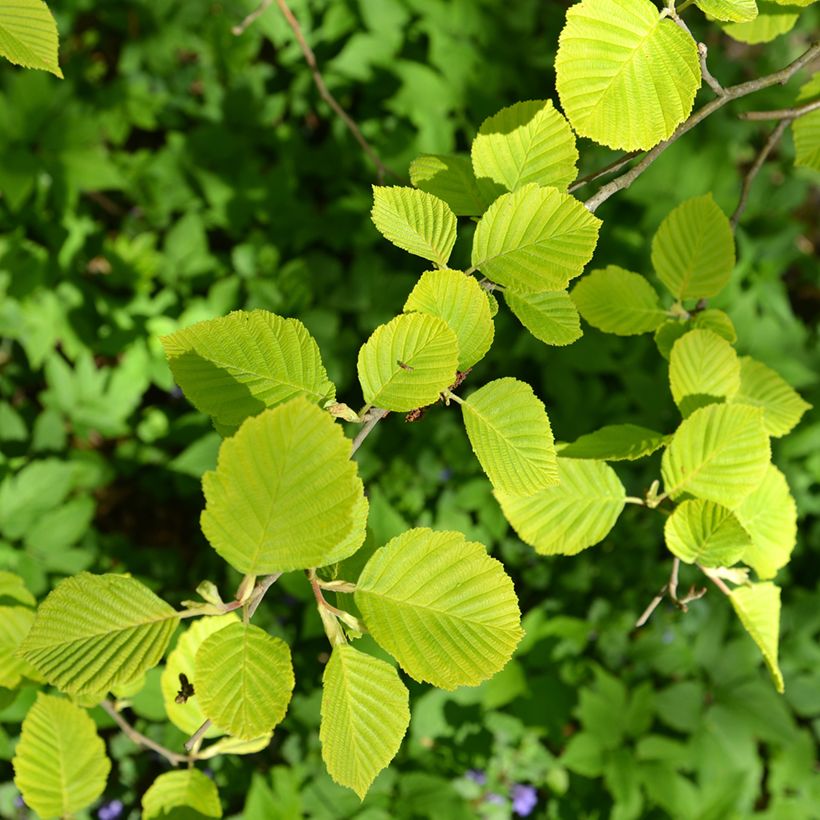 Alnus glutinosa Aurea - Ontano comune (Fogliame)