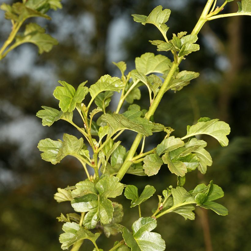 Alnus glutinosa Incisa - Ontano comune (Fogliame)