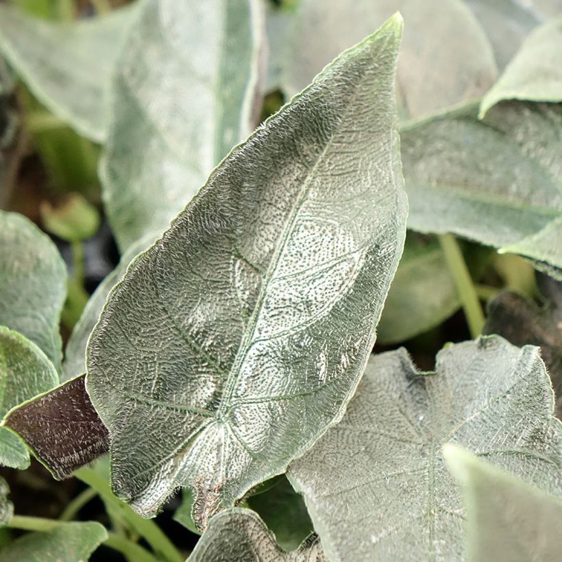 Alocasia Antoro Velvet - Orecchie d'Elefante (Fogliame)