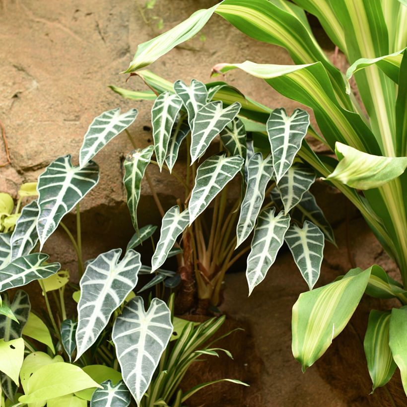 Alocasia Bambino - Orecchie d'Elefante (Porto)