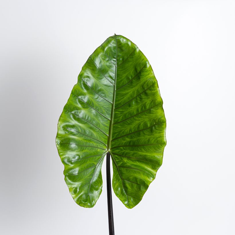 Alocasia Black Stem - Orecchie d'Elefante (Fogliame)