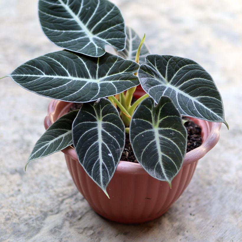 Alocasia Black Velvet - Orecchie d'Elefante (Fogliame)