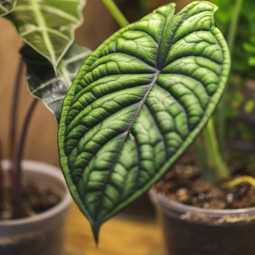 Alocasia Dragon Scale - Oreille d'éléphant (Fogliame)