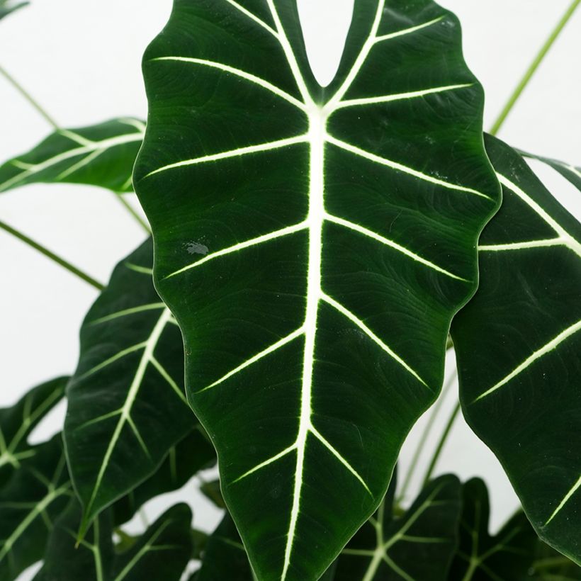 Alocasia Frydek - Orecchie d'Elefante (Fogliame)
