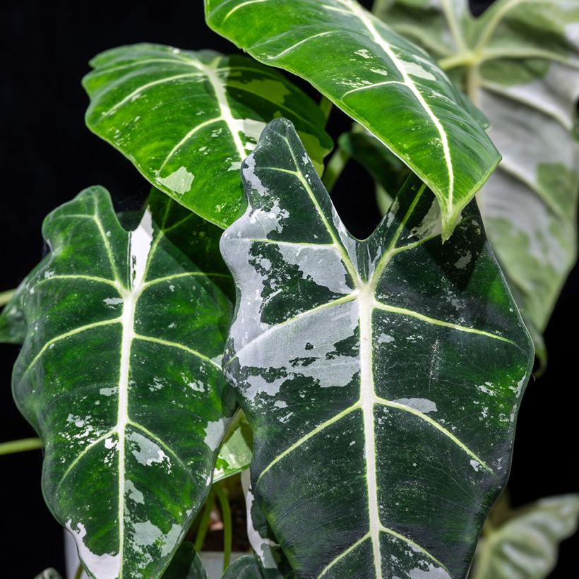 Alocasia Frydek Variegata - Orecchie d'Elefante (Fogliame)