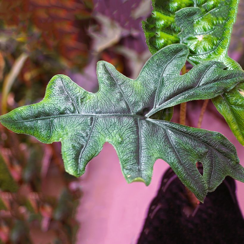 Alocasia Jacklyn - Orecchie d'Elefante (Foliage)