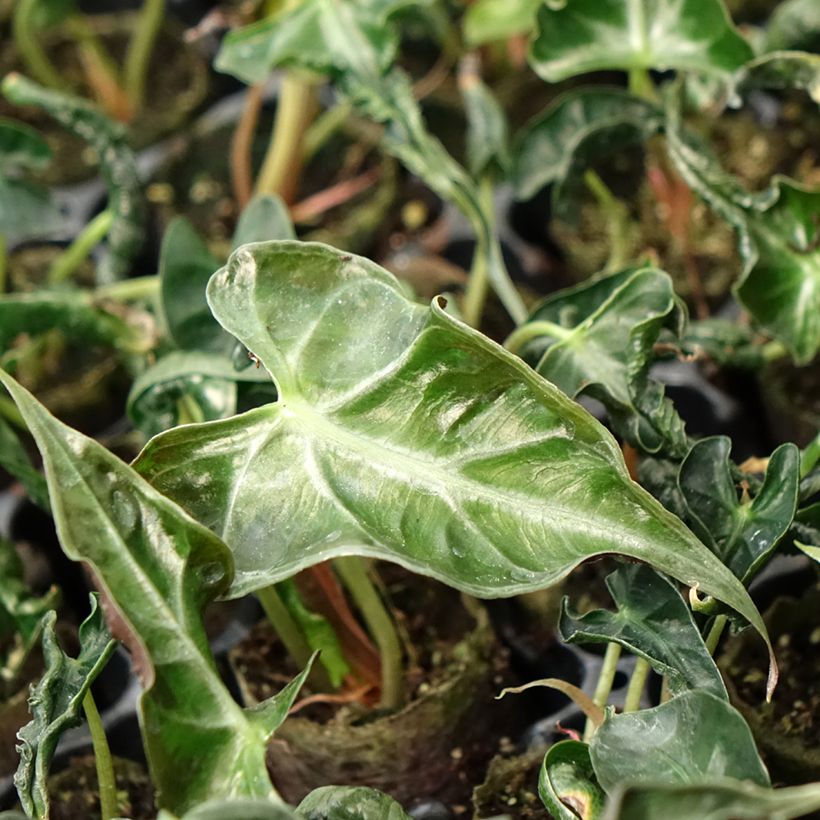 Alocasia Loco - Orecchie d'Elefante (Fogliame)