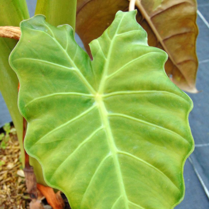 Alocasia Mayan mask - Orecchie d'Elefante (Fogliame)