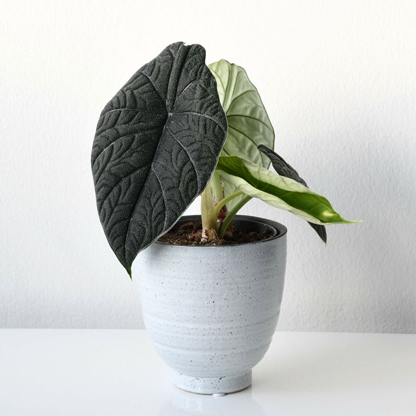 Alocasia melo -  Orecchie d'Elefante (Porto)
