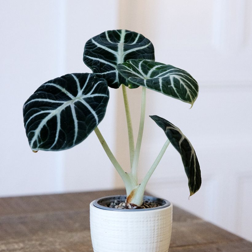 Alocasia Ninja - Orecchie d'Elefante (Porto)