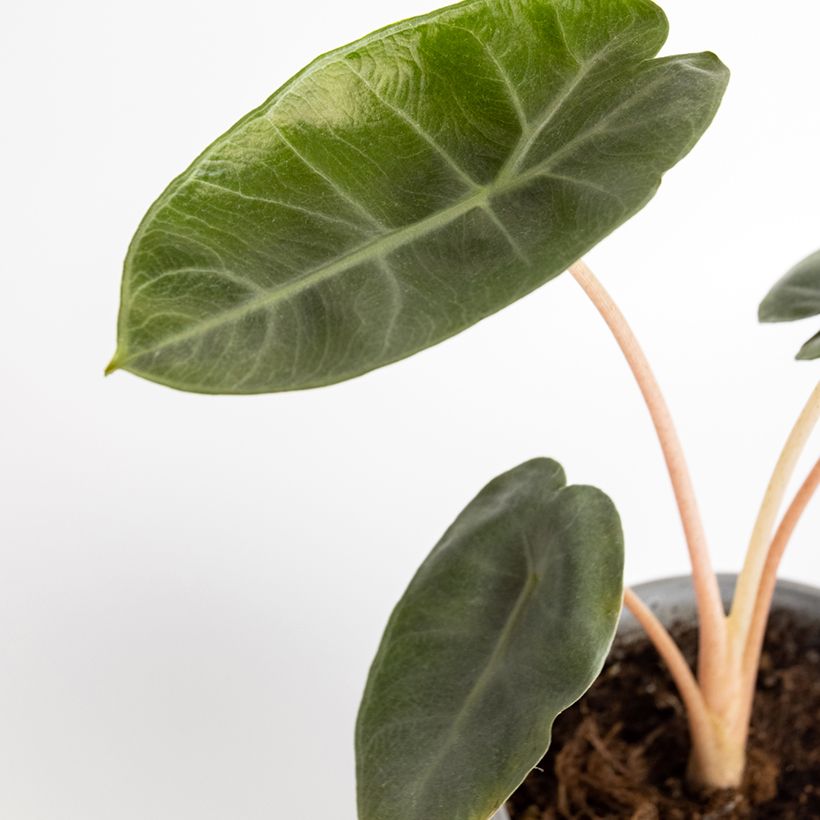 Alocasia Pink Dragon - Orecchie d'Elefante (Fogliame)