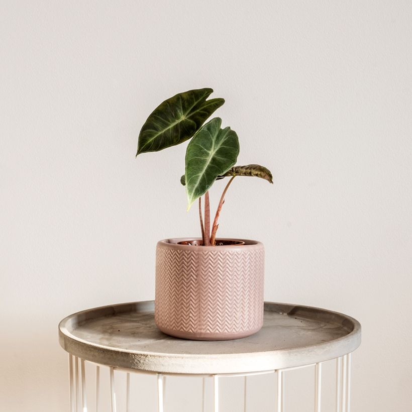 Alocasia Pink Dragon - Orecchie d'Elefante (Porto)