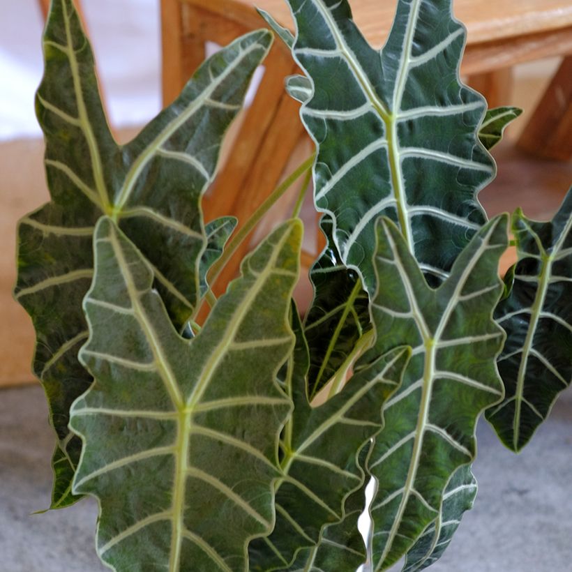 Alocasia Polly - Orecchie d'Elefante (Foliage)