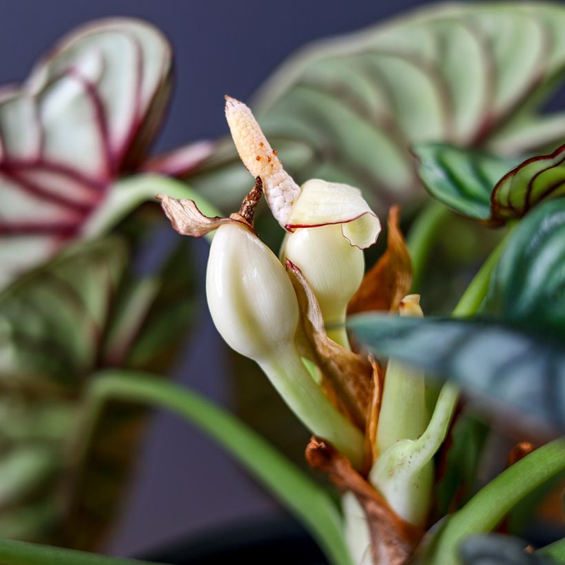 Alocasia Silver Dragon - Orecchie d'Elefante (Fioritura)