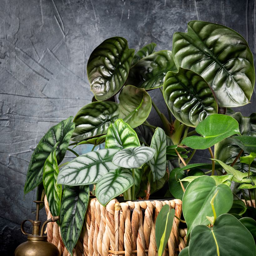 Alocasia Silver Dragon - Orecchie d'Elefante (Porto)