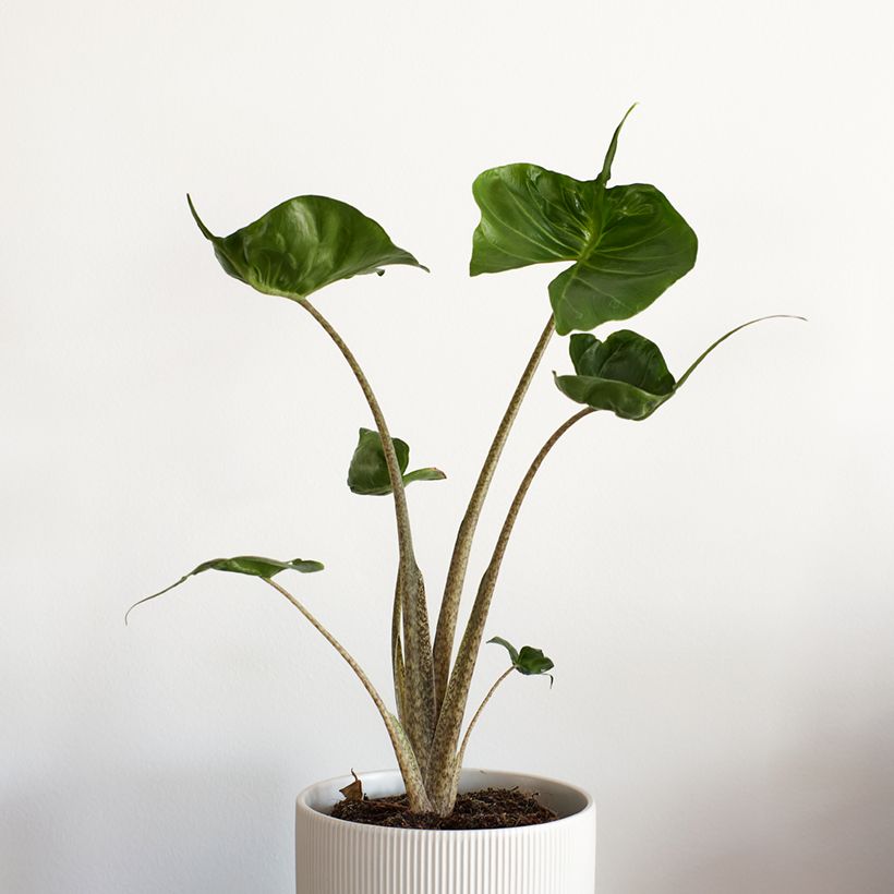 Alocasia Stingray - Orecchie d'Elefante (Porto)