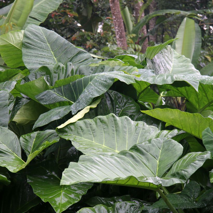 Alocasia Sumo - Orecchie d'Elefante (Fogliame)