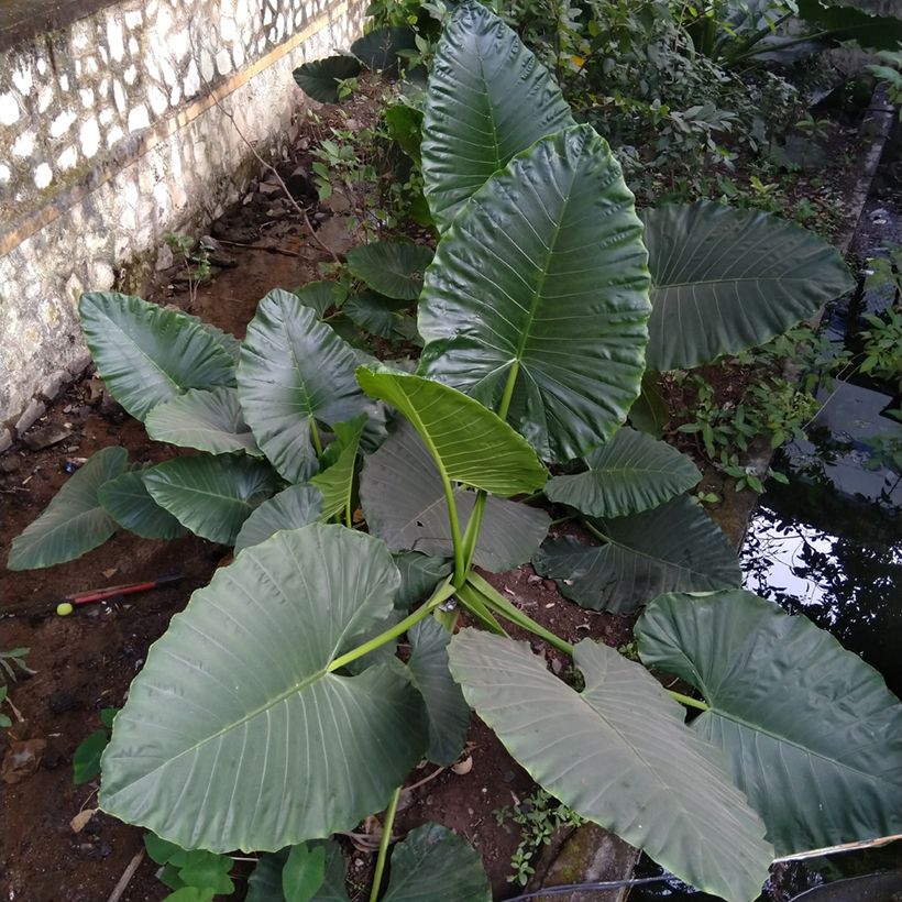 Alocasia Sumo - Orecchie d'Elefante (Porto)