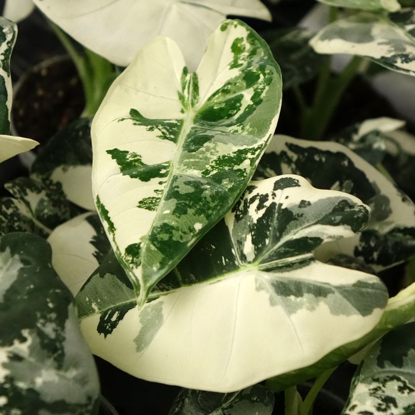Alocasia Frydek Variegata - Orecchie d'Elefante (Fogliame)