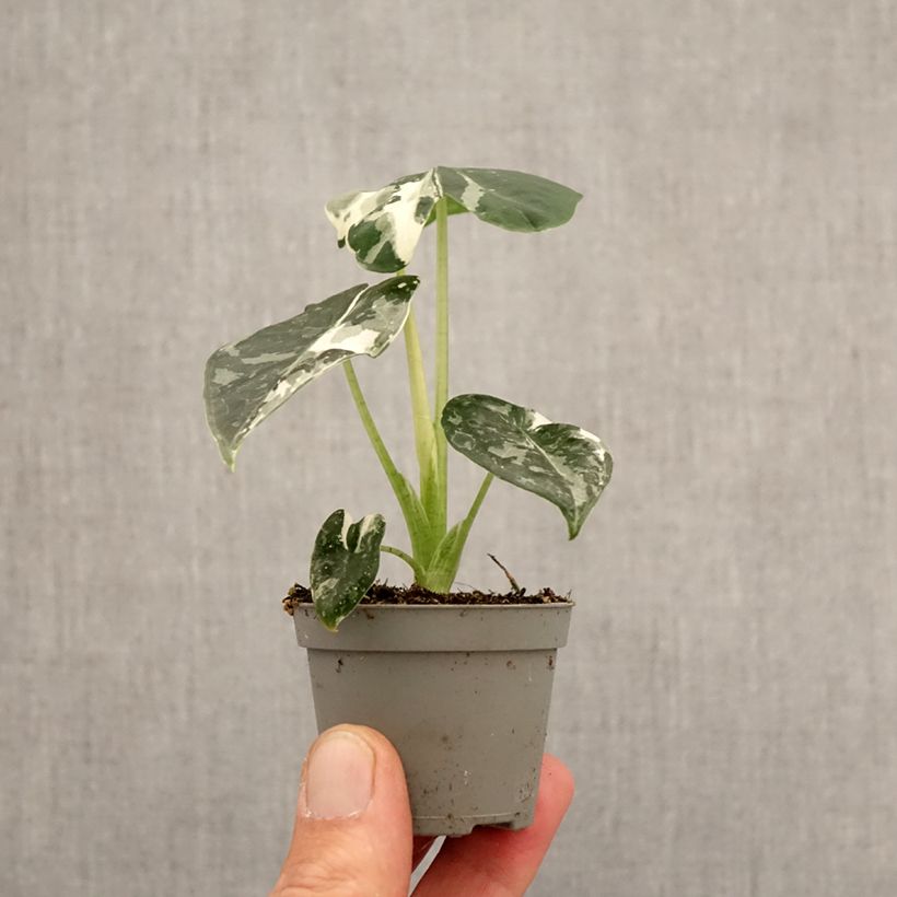 Alocasia Frydek Variegata - Orecchie d'Elefante mini-pianta esemplare consegnato in primavera