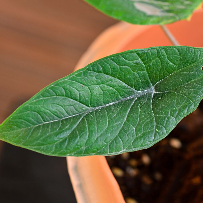 Alocasia scalprum - Orecchie d'Elefante (Foliage)