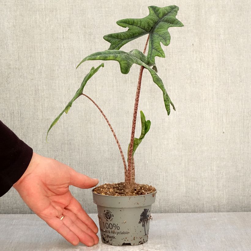 Alocasia Jacklyn - Orecchie d'Elefante Vaso da Ø 12 cm / 13 cm esemplare consegnato in primavera