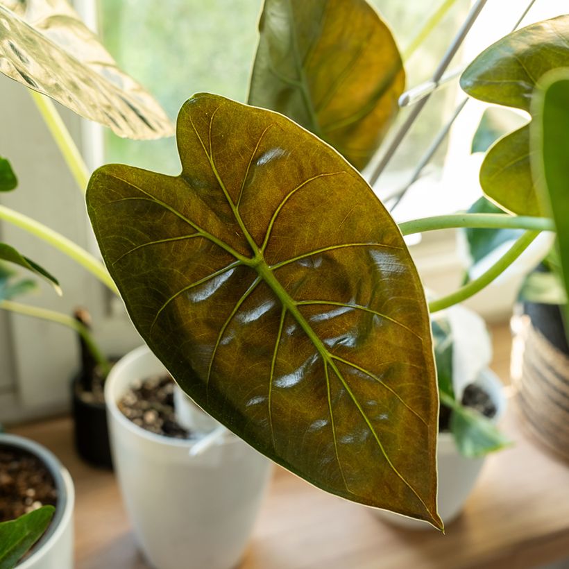 Alocasia wentii - Orecchie d'Elefante (Fogliame)