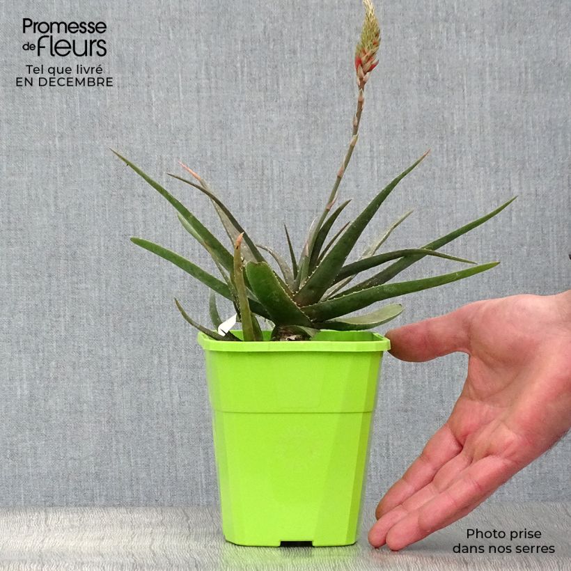 Aloe Safari Sunrise Vaso da 2L/3L esemplare consegnato in inverno