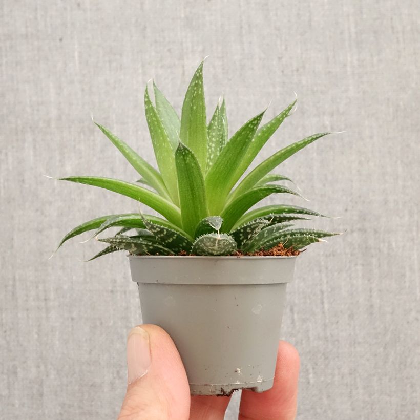 Aloe aristata mini-pianta esemplare consegnato in primavera