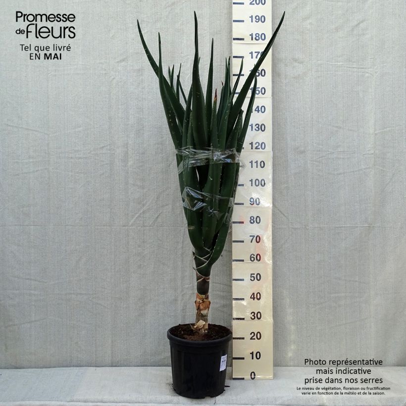 Example of Aloe barberae Vaso da 7,5L/10L as you get in printemps