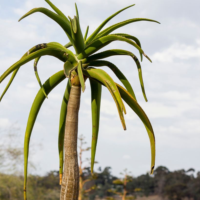 Aloe barberae (Foliage)