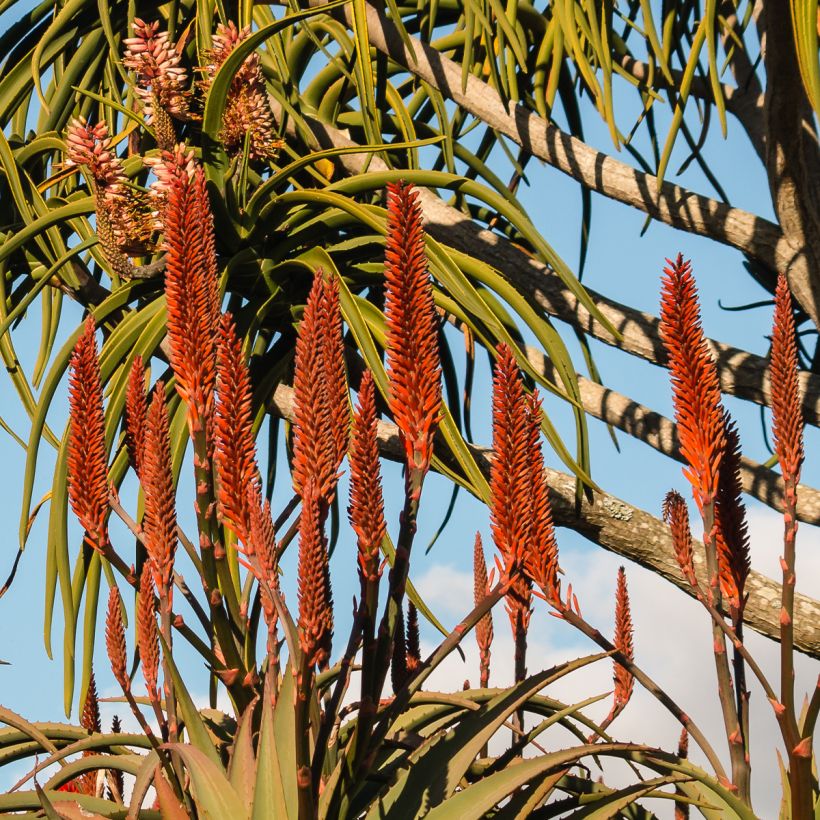 Aloe barberae (Flowering)