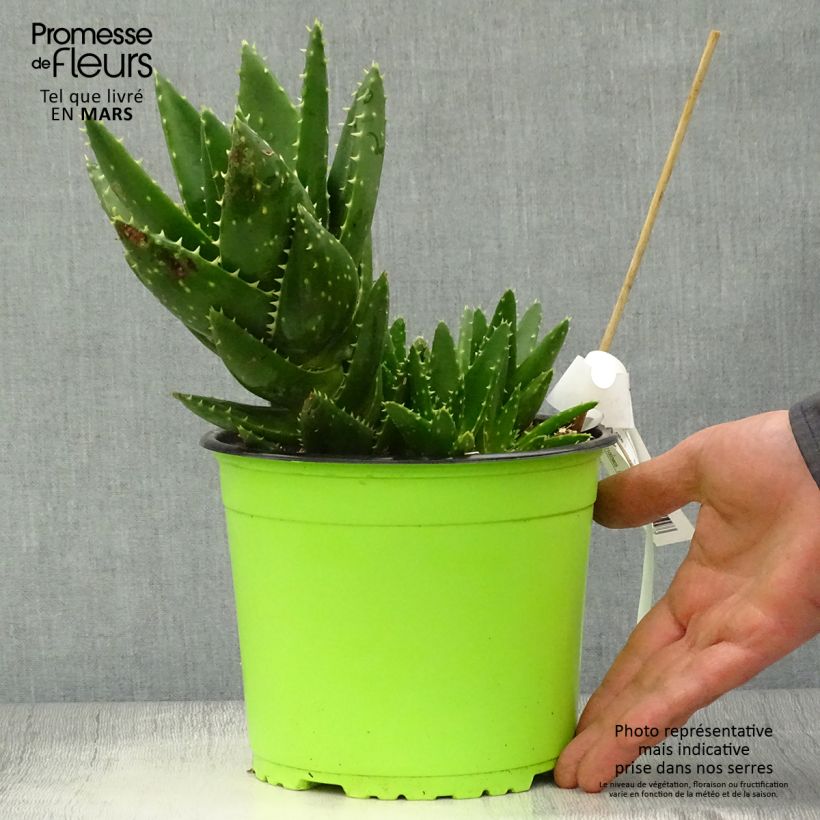Aloe brevifolia Vaso da 2L/3L esemplare consegnato in primavera