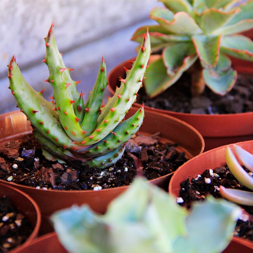 Aloe conifera Twirl (Porto)